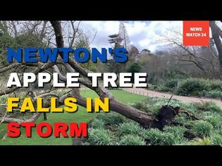 Φωτογραφία για Καταιγίδα Γιούνις: Ξερίζωσε τη «Μηλιά του Νεύτωνα» στον Βοτανικό Κήπο του Κέιμπριτ