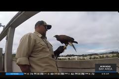 Το μετρό του Σαν Φρανσίσκο προσλαμβάνει γεράκι για να τρομάζει τα περιστέρια. Βίντεο.