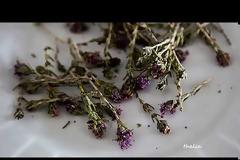 θυμάριΘυμάρι το ισχυρότατο – το βότανο για τις χίλιες και μία παθήσεις του οργανισμού μας που εξολοθρεύει τα μικρόβια μέσα σε εξήντα -60- λεπτά!