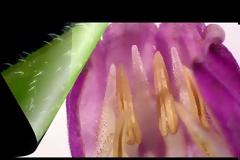 Φωτογραφίες βοτάνων, για να τα αναγνωρίζουμε.