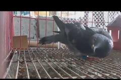 Θανατηφόρος ιός μετατρέπει τα περιστέρια σε ζόμπι. Στρίβει ο λαιμός στο πλάι, κάνουν κύκλους και δεν πετούν (βίντεο)