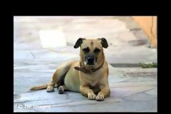 Γλώσσα Ε΄ τάξης: Ενότητα 4η 