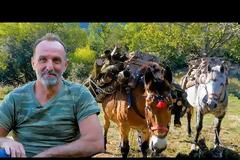 Ο τελευταίος υλοτόμος με μουλάρια στα ελατοδάση της Ευρυτανίας