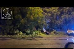 .Κινητοποίηση για πτώση δέντρου στο Λουτρό Αμφιλοχίας.