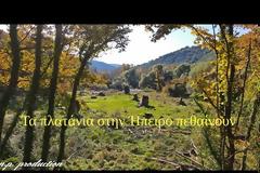 Τα πλατάνια στην Ήπειρο πεθαίνουν (Βιντεο )