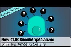 Βλαστοκύτταρα: Ποια είναι η πρωτοποριακή μέθοδος για τη θεραπεία του καρκίνου