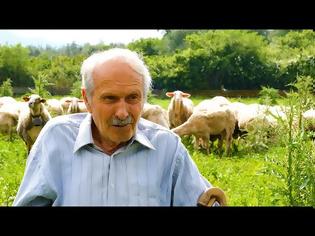 Φωτογραφία για Μια Ζωή στα Πρόβατα | Ο μπάρμπα Σπύρος και το Εντυπωσιακό Κοπάδι του