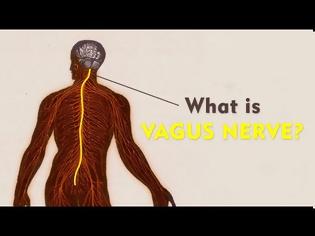 Φωτογραφία για Απλά αναπνέουμε: Το σώμα μας έχει ενσωματωμένο ένα καταπραϋντικό για το στρες - το πνευμονογαστρικό νεύρο ή Vagus nerve