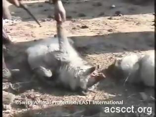 Φωτογραφία για Απάνθρωπο, γδέρνουν ζωντανά ζώα για να χρησιμοποιήσουν το δέρμα τους...!!!