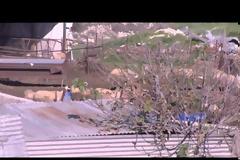 Ξέφραγο αμπέλι η λεγόμενη νεκρή ζώνη