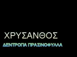 Φωτογραφία για Για τους εραστές του Πόντου και της Ποντιακής Ιδέας