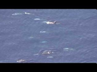 Φωτογραφία για 5838 - Κοπάδι δελφινιών στα παράλια του Αγίου Όρους