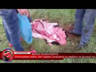 Φωτογραφία για Βίντεο: Κτηνοτρόφος στη Λέσβο πιάνει στα «πράσα» μετανάστες να σφάζουν τα ζώα του