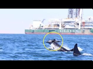 Φωτογραφία για H στιγμή που φάλαινες - δολοφόνοι επιτίθενται σε δελφίνι
